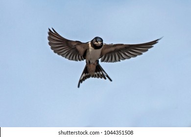 1000 Swallow Flying Stock Images Photos Vectors Shutterstock