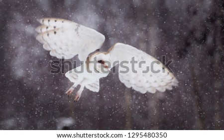 Flying barnowl in the snow