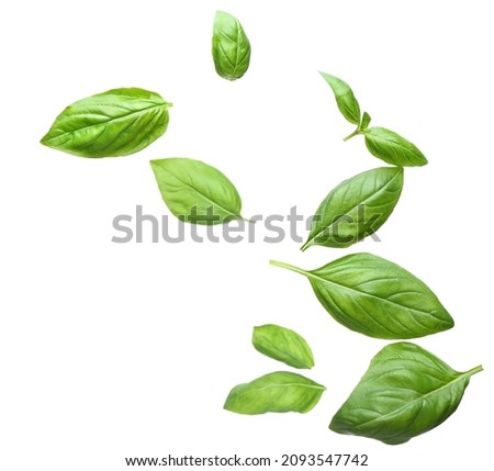 Flying basil leaves on white background