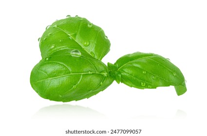 Flying basil leaves with water drops isolated on white background with clipping path. - Powered by Shutterstock