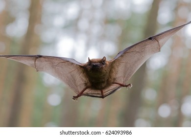 Flying Bat in Forest