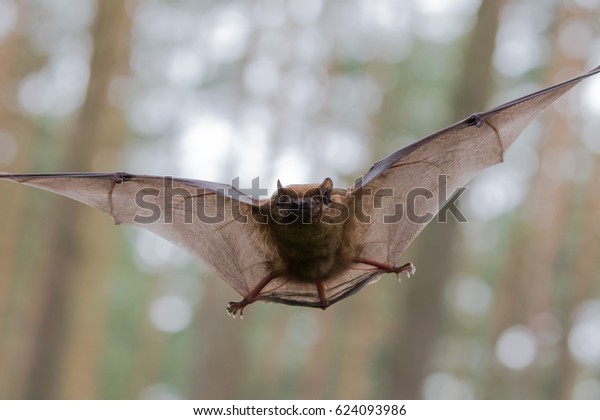 Flying Bat in\
Forest