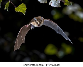 Flying bat hunting in forest. The Greater horseshoe bat (Rhinolophus ferrumequinum) occurs in Europe, Northern Africa, Central Asia and Eastern Asia. It is the largest of the horseshoe bats in Europe