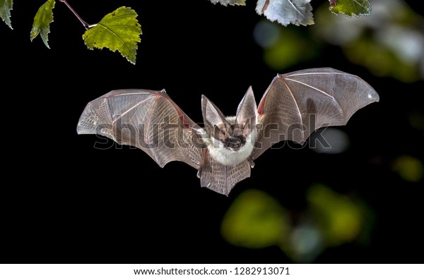 Flying bat hunting in forest. The grey\
long-eared bat (Plecotus austriacus) is a fairly large European\
bat. It has distinctive ears, long and with a distinctive fold. It\
hunts above woodland.