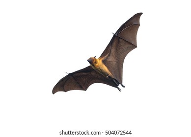 Flying Bat Isolated On White Background