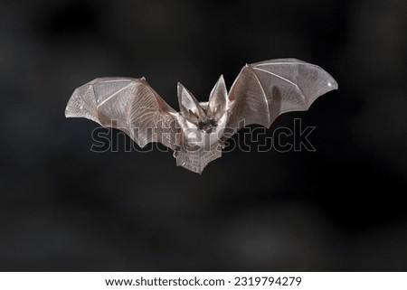Flying bat on dark background. The grey long-eared bat (Plecotus austriacus) is a fairly large European bat. It has distinctive ears, long and with a distinctive fold. It hunts above woodland.