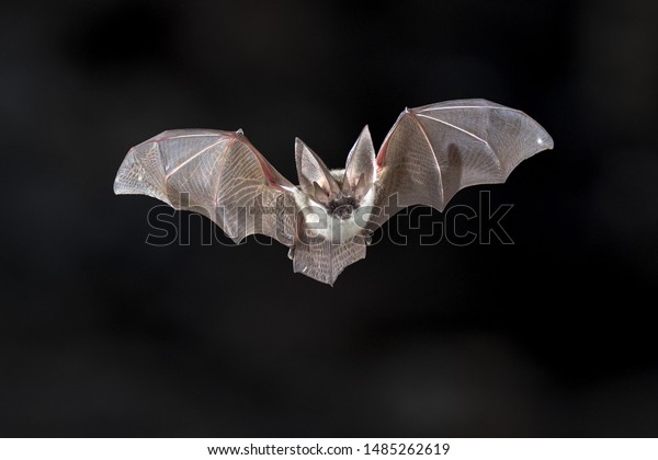 暗い背景に飛ぶバット 灰色の長い耳を持つコウモリ オーストリア プレコタス は かなり大きなヨーロッパのコウモリです 独特の耳を持ち 長く 独特の折り目を持つ それは森の上で狩られる の写真素材 今すぐ編集