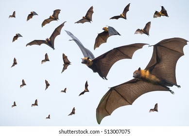 Flying Bats 