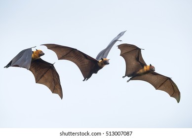 Flying Bats 