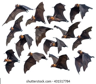 Flying bats isolated on white background