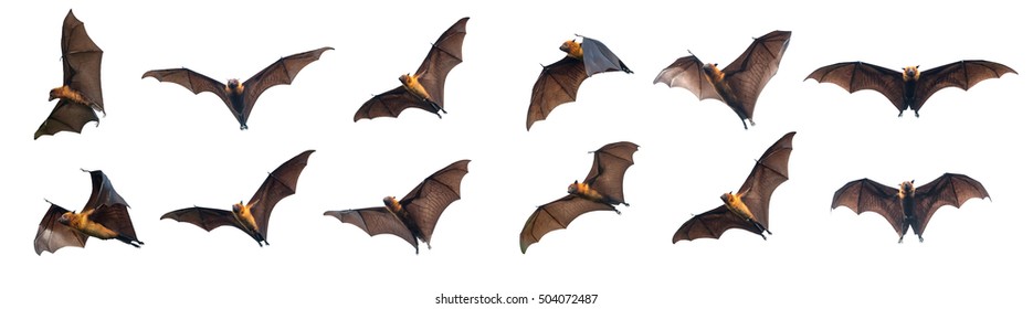 Flying bats isolated on white background 