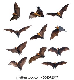 Flying bats isolated on white background 