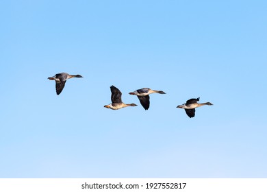 Flying Bean Goose (Anser Fabalis)