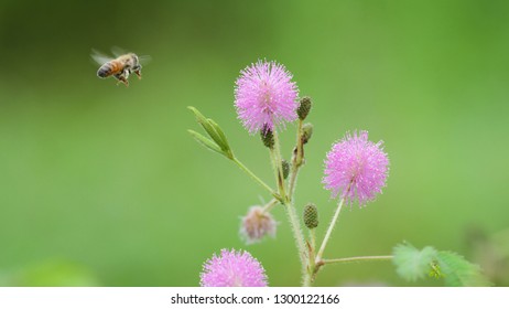 The flying of bee