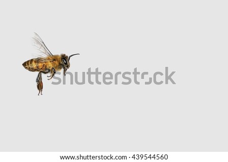 Flying bee on the gray background with copy space. Insects. Pollination.