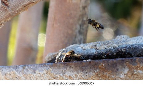 Flying bee with sitting bees