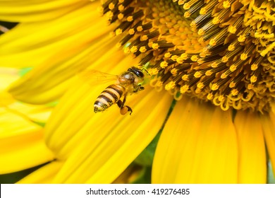 Flying Bee With Sunflower