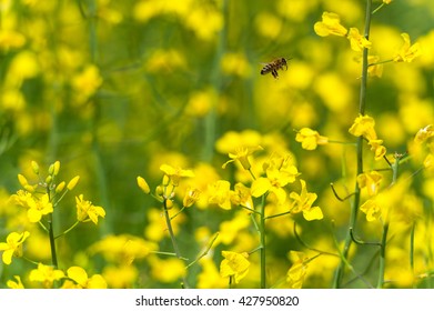 Flying Bee In Yellow Rapeseed Field. 