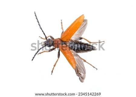 Flying beetle isolated on a white background