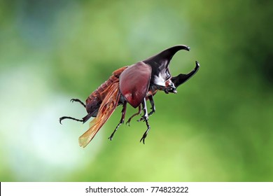 konstruktion Baglæns bølge Flying Beetle Images, Stock Photos & Vectors | Shutterstock