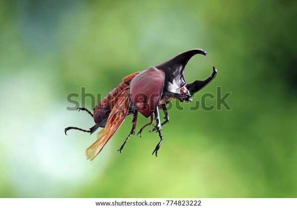 自然の中で飛ぶカブトムシ シャムサイの甲虫 キシロトルペス ギデオン 又は闘虫類 自然の緑の背景に限定フォーカス ぼかした の写真素材 今すぐ編集