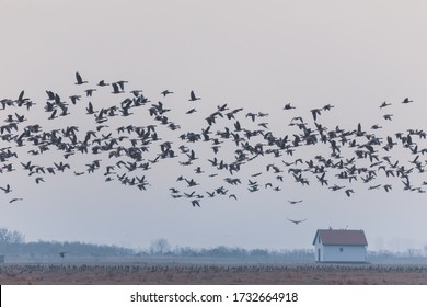 Flying Big Flock Of Greylag Goose (Anser Anser) Over Misty Landscape, Bird Migration In The Hortobagy National Park, Hungary, Puszta Is Famouf Ecosystems In Europe And UNESCO World Heritage Site