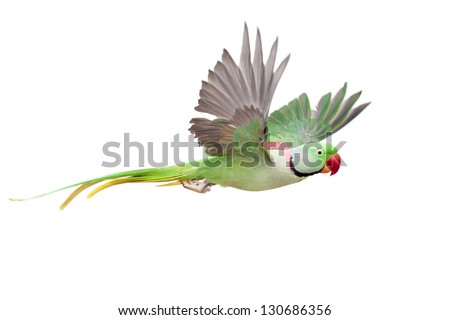 Flying big green ringed or Alexandrine parakeet (Psittacula eupatria) male, on the white background