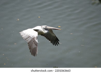 Flying Bird Above The Lake 