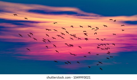 flying bird above the sunset  - Shutterstock ID 1049993021