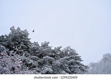 Flying bird among snow-covered trees. Lonely bird.  - Powered by Shutterstock