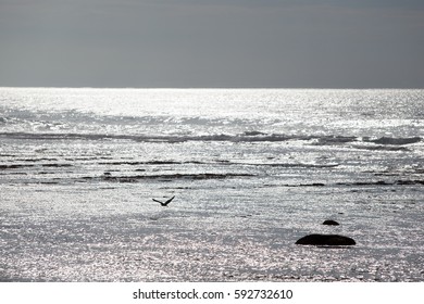 Flying Bird Backlit Over Ocean Sparkling Stock Photo 592732610 ...