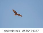 Flying bird. Colorful sky background. Western Marsh Harrier. Circus aeruginosus.