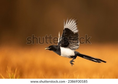 Flying Bird - Common magpie Pica pica, very smart and clever bird with black and white plumage Poland Europe