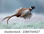 Flying Bird Common pheasant Phasianus colchius Ring-necked pheasant in natural habitat, blue background, grassland Poland Europe