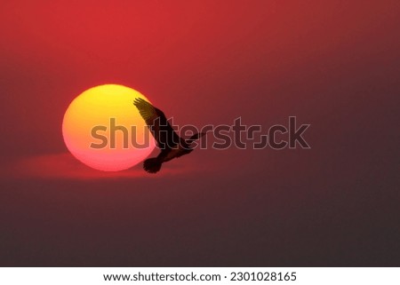 Flying bird - cormorant - against beautiful orange sunset.