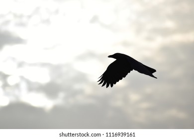 Flying Bird Evening Stock Photo 1116939161 | Shutterstock