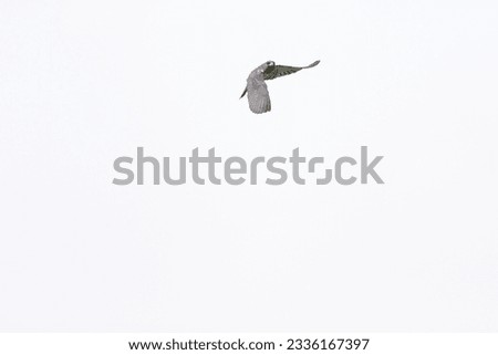 Similar – Image, Stock Photo Crane flying over a field in front of a group of trees