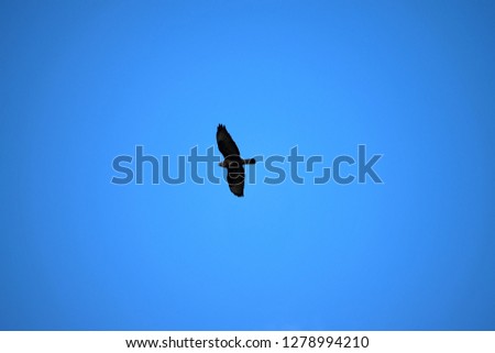 Similar – Image, Stock Photo Raabe in flight raven Bird
