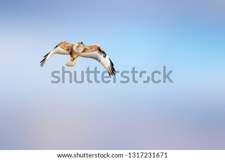 Similar – Awesome bird of prey in flight