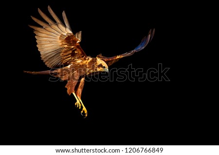 Flying bird. Bird of prey. Dark artistic background.