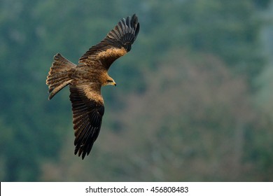 Flying bird of prey. Bird in flight with open wings. Action scene from nature. Black Kite, Milvus migrans, blurred forest in the background.