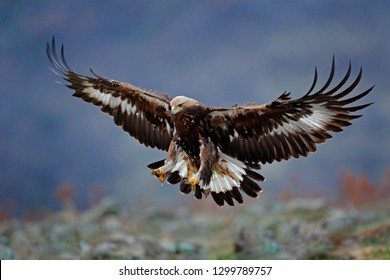 Wild Eagle Stock Photos Images Photography Shutterstock