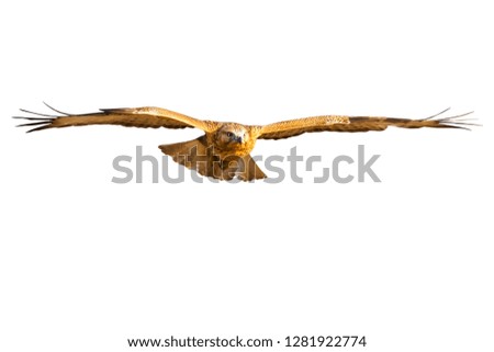 Similar – Awesome bird of prey in flight