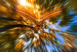 Flying Bird Of Prey. Motion Blur Background. Bird: Western Marsh Harrier.