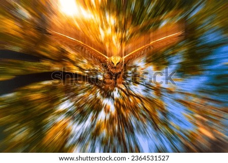 Flying bird of prey. Motion blur background. Bird: Western Marsh Harrier.