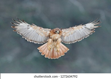 Red Tailed Hawk High Res Stock Images Shutterstock