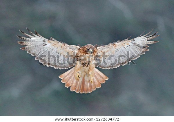 Flying bird of prey, Red-tailed hawk, Buteo\
jamaicensis, landing in the forest. Wildlife scene from nature.\
Animal in the habitat. Bird with open wings, winter condition,\
trees with snow.