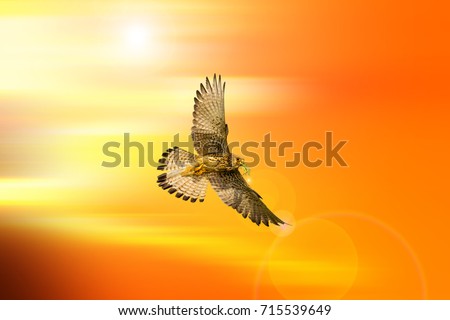 Image, Stock Photo A red kite flies as an octopus in the sky