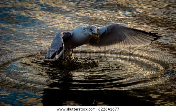 Flying Bird Touching Surface Water Stock Photo 622641677 | Shutterstock