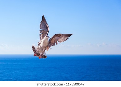 Flying Bird Under Sea Stock Photo 1175500549 